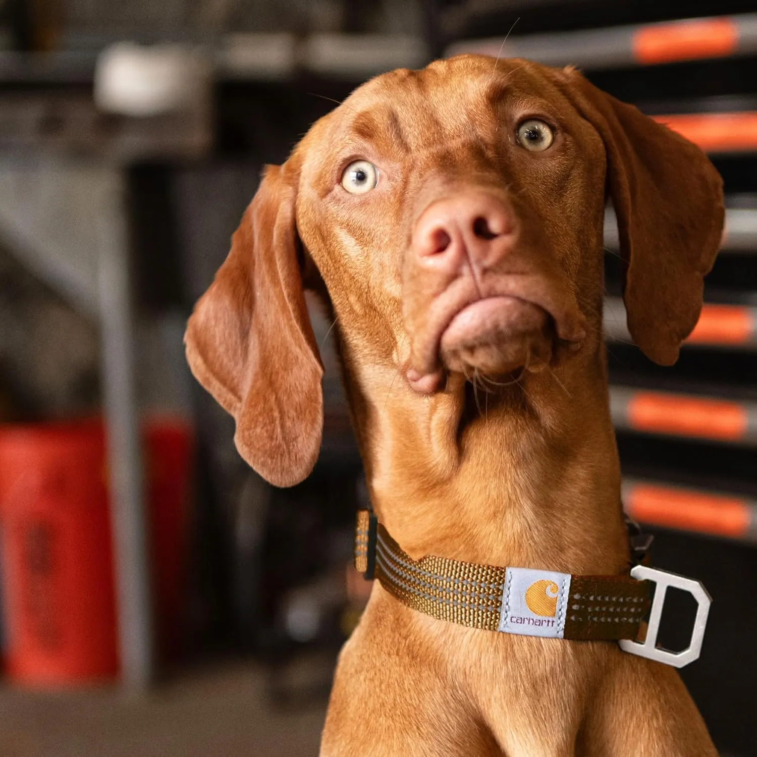 Carhartt Fully Adjustable Nylon Webbing Collars for Dogs, Reflective Stitching for Visibility, Coral Glow (Nylon Webbing), Medium