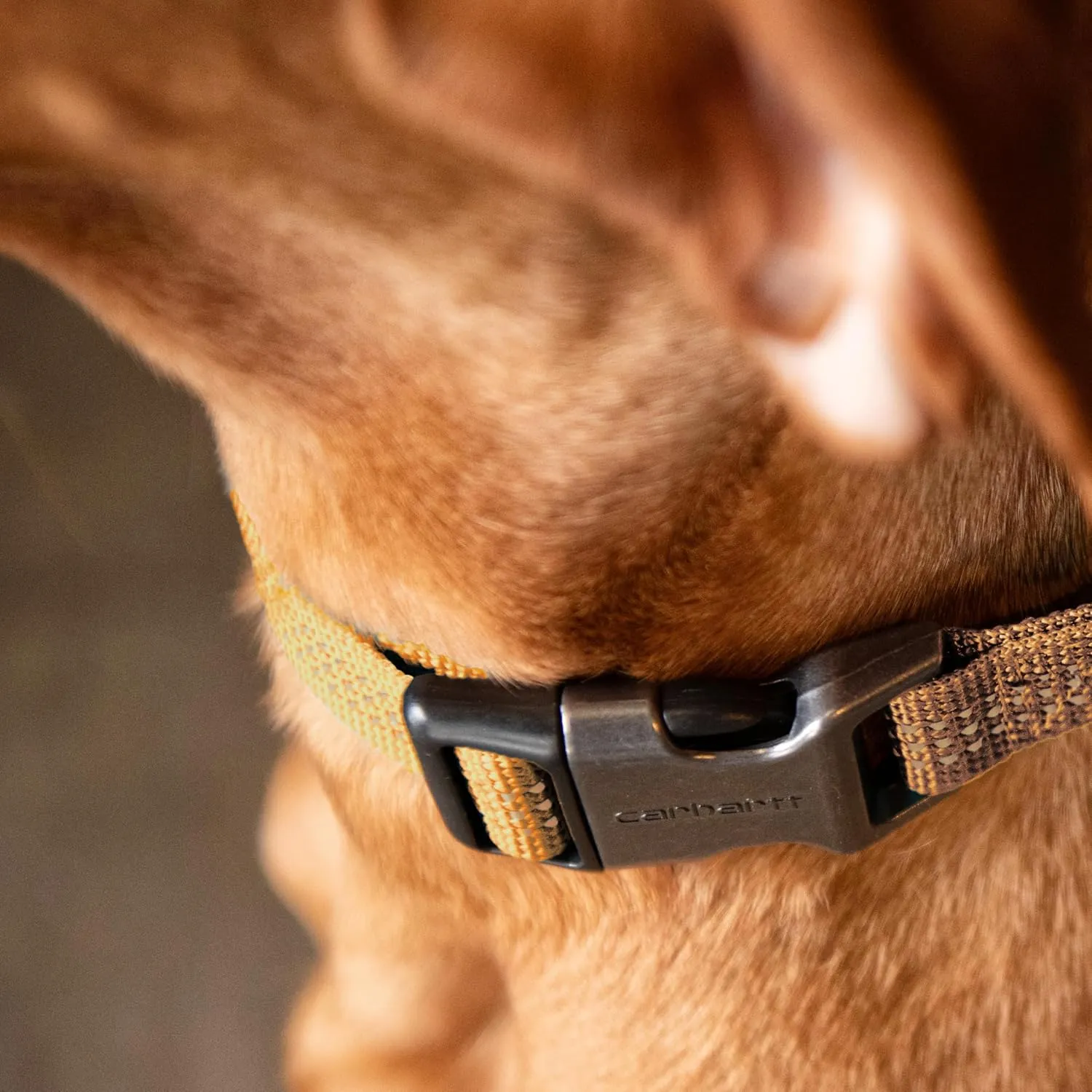 Carhartt Fully Adjustable Nylon Webbing Collars for Dogs, Reflective Stitching for Visibility, Coral Glow (Nylon Webbing), Medium